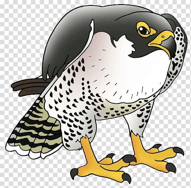 Peregrine falcon Prairie falcon Merlin , falcon transparent background PNG clipart