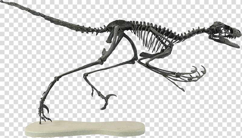 Bambiraptor Velociraptor Two Medicine Formation Late Cretaceous Theropods, dinosaur transparent background PNG clipart