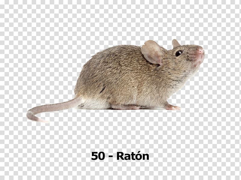 Computer mouse , Computer Mouse transparent background PNG clipart