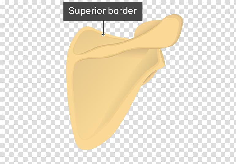 Scapula Surface anatomy Humerus Bone, others transparent background PNG clipart