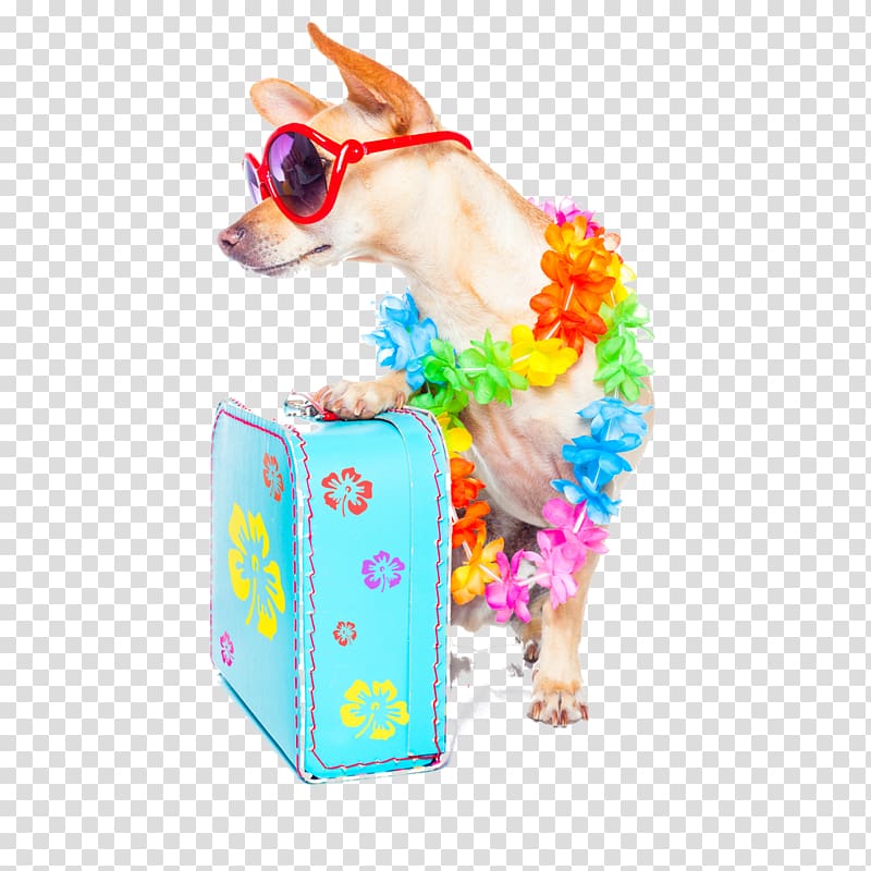 Chihuahua Summer vacation, Vacation transparent background PNG clipart