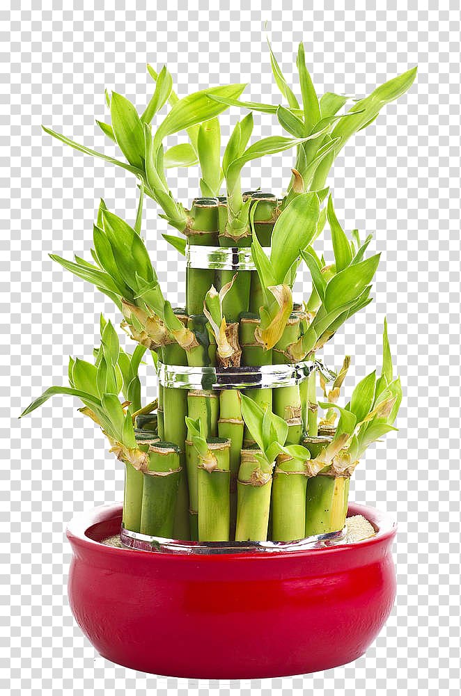 Lucky bamboo Perennial plant Tree, Gifts Lucky Bamboo transparent background PNG clipart