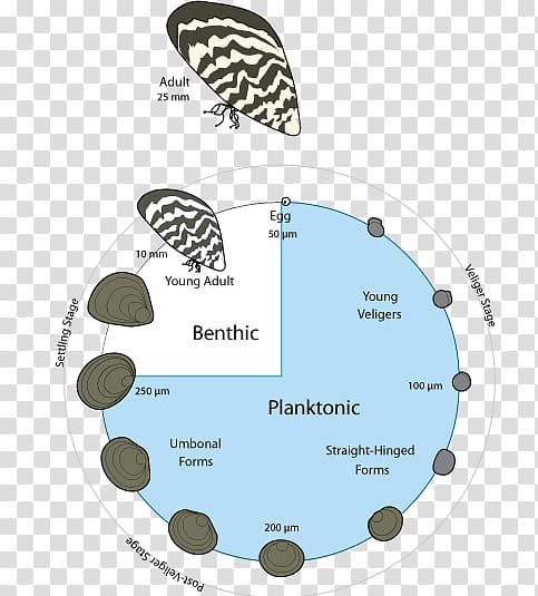 Quagga and Zebra Mussels: Biology, Impacts, and Control, Second Edition Quagga mussel, life cycle transparent background PNG clipart