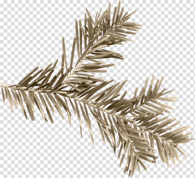 Pine Encapsulated PostScript TIFF, pine needles transparent background PNG clipart