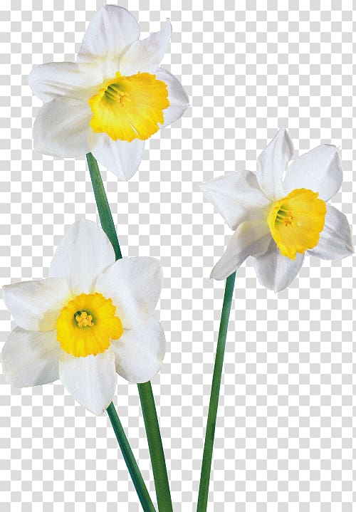 Daffodil , flower transparent background PNG clipart