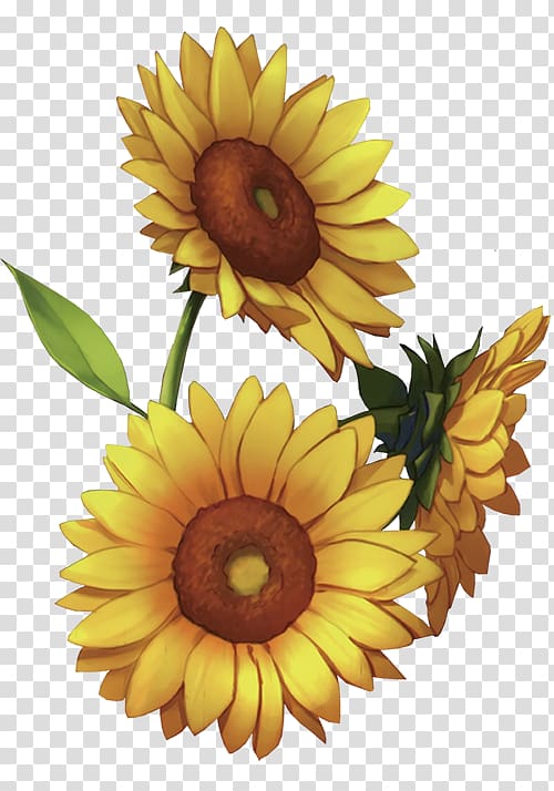 Common sunflower Sunlight, others transparent background PNG clipart