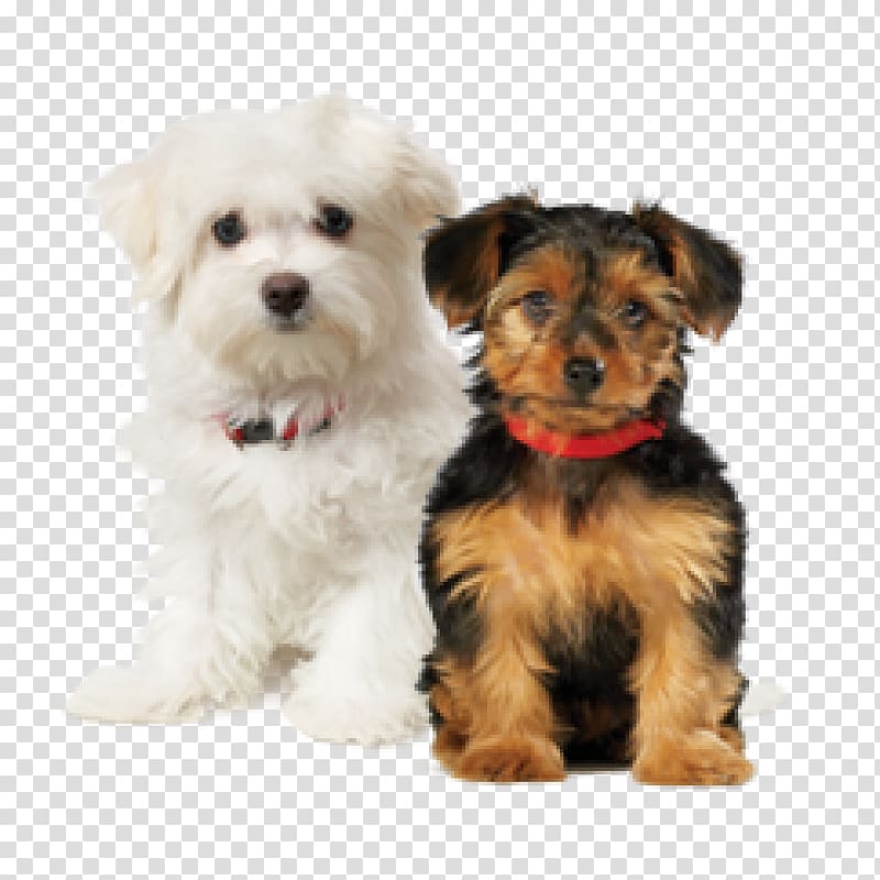 Lhasa Apso Puppy Yorkshire Terrier Cat Toy dog, tzu transparent background PNG clipart