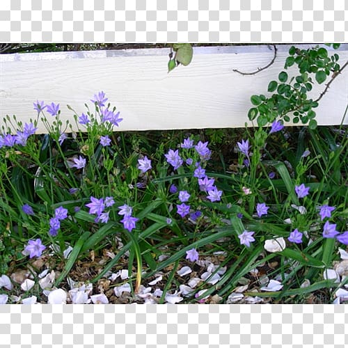 English lavender Violet Groundcover, violet transparent background PNG clipart