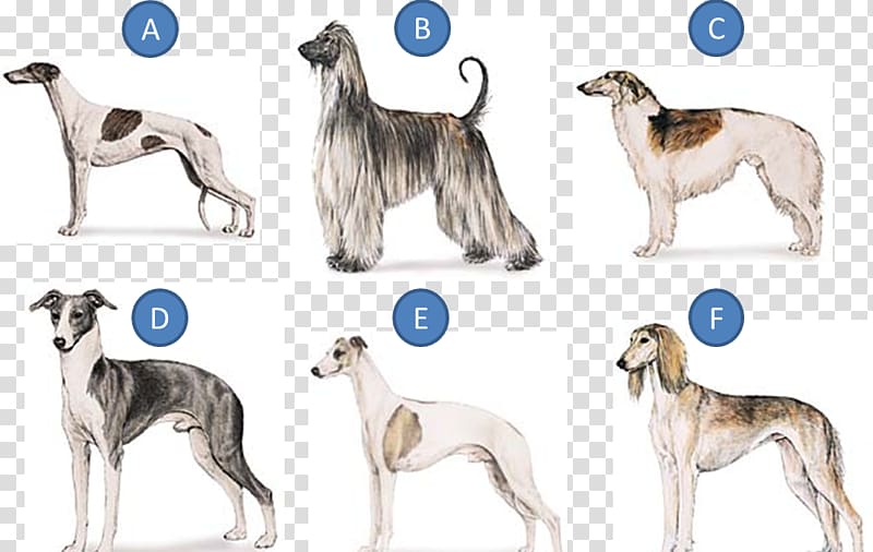 Whippet Greyhound Hortaya borzaya Mudhol hound Silken Windhound, Rutherford B Hayes transparent background PNG clipart