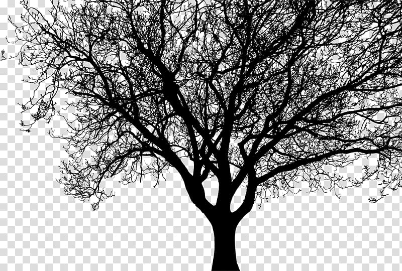 Silhouette Tree Branch , walnut transparent background PNG clipart