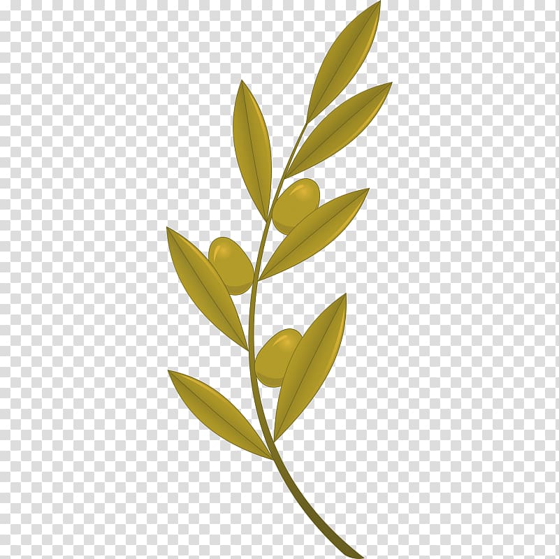 Olive branch , olive transparent background PNG clipart