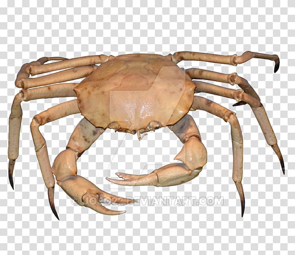Dungeness crab Freshwater crab Terrestrial animal, crab transparent background PNG clipart