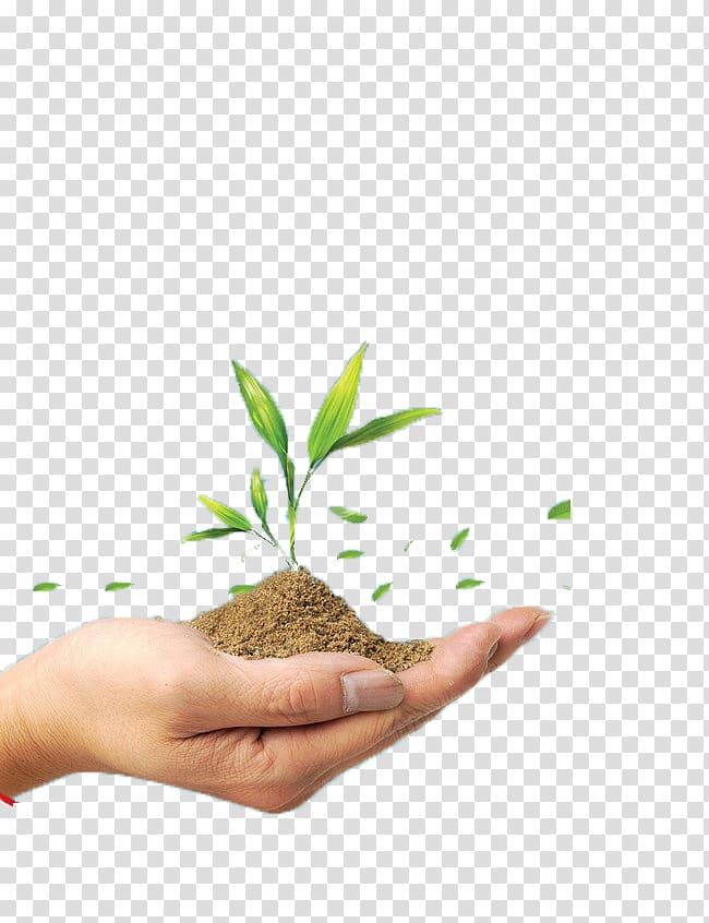 Soil Green Seedling Plant, Holding green plants transparent background PNG clipart