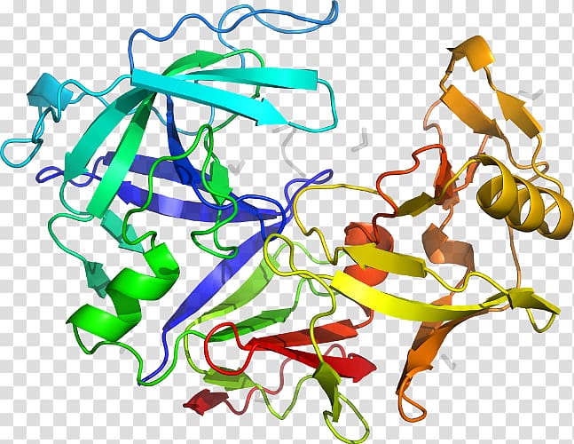 Pepsin PGA5 Protein Gene Wikipedia, Aspartic Protease transparent background PNG clipart