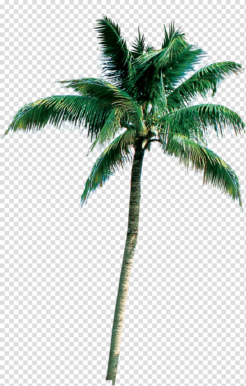 Palm trees Portable Network Graphics Coconut Roystonea regia, manzanita branches wholesale transparent background PNG clipart