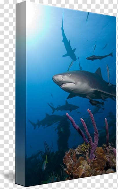 Requiem sharks Ecosystem Marine biology Water, reef shark transparent background PNG clipart