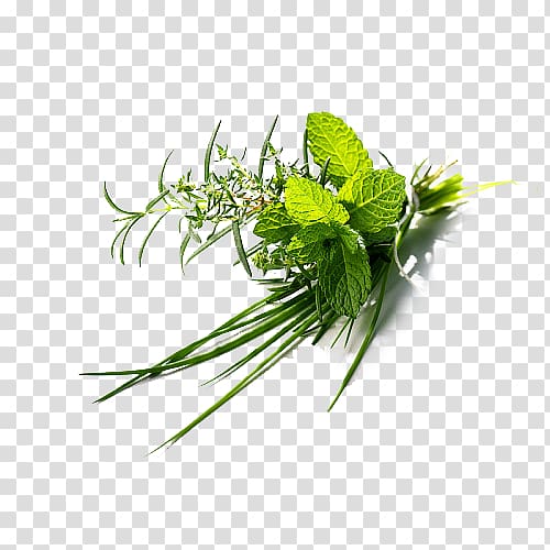 green leaf , Herb Plant Flat-leaved vanilla Green, Plant herbs transparent background PNG clipart