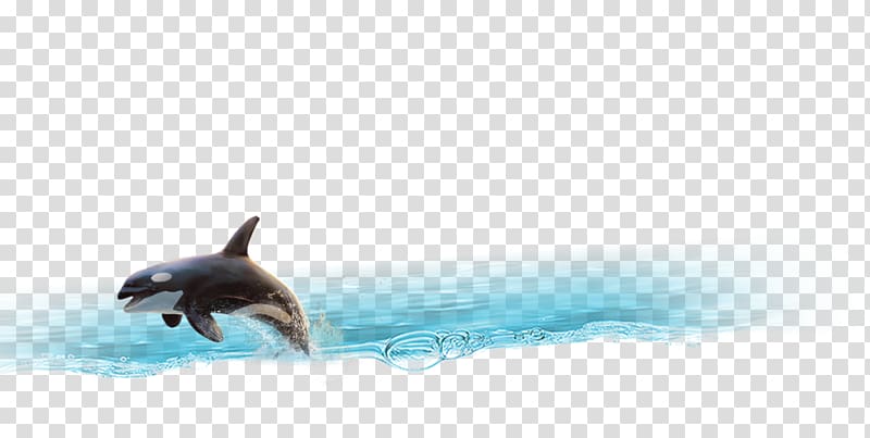 Dolphin Porpoise Cetacea Tail , dolphin transparent background PNG clipart