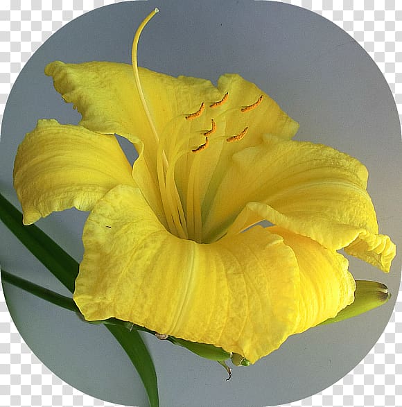 Flower Canna Petal Indian shot Yellow, crepe transparent background PNG clipart