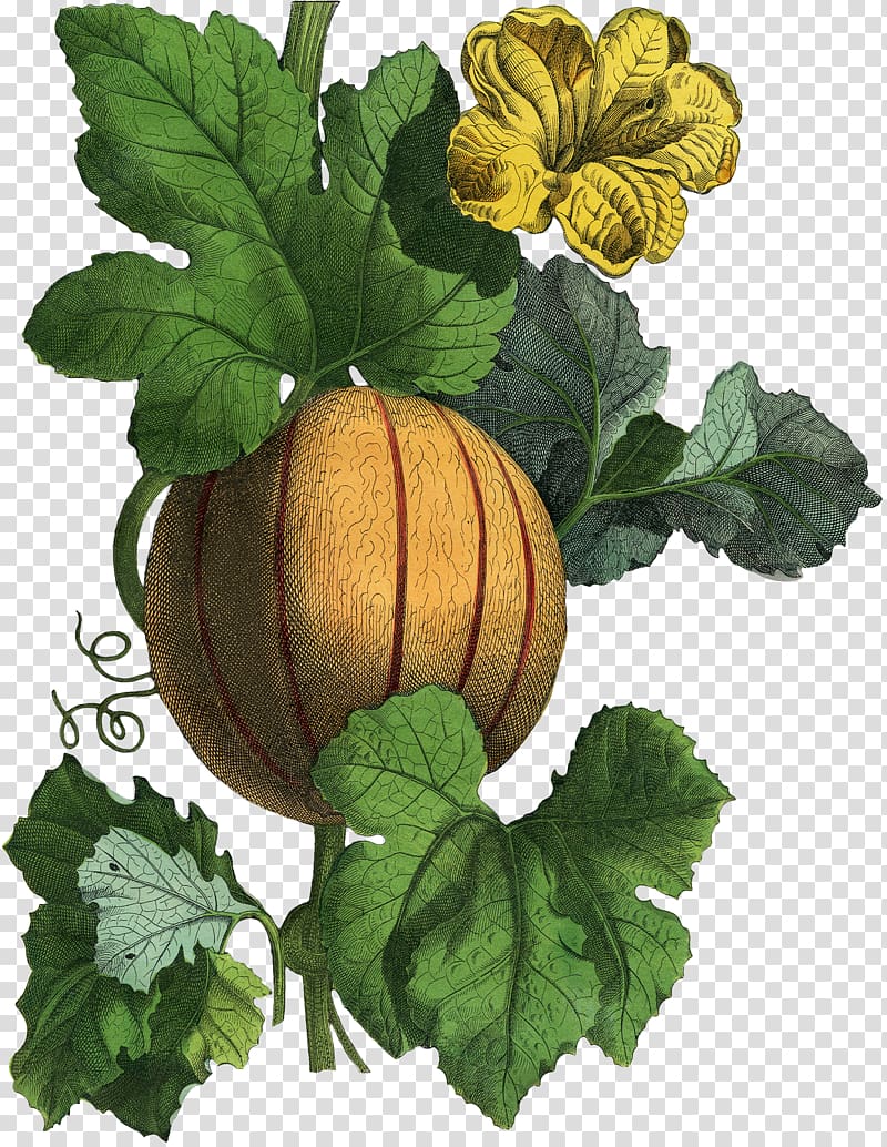 Gourd Winter squash Cucurbita Herb Calabaza, autumn has set in transparent background PNG clipart