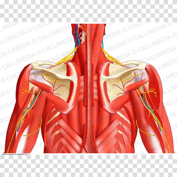 Muscular system Thorax Head and neck anatomy Human body, arm transparent background PNG clipart