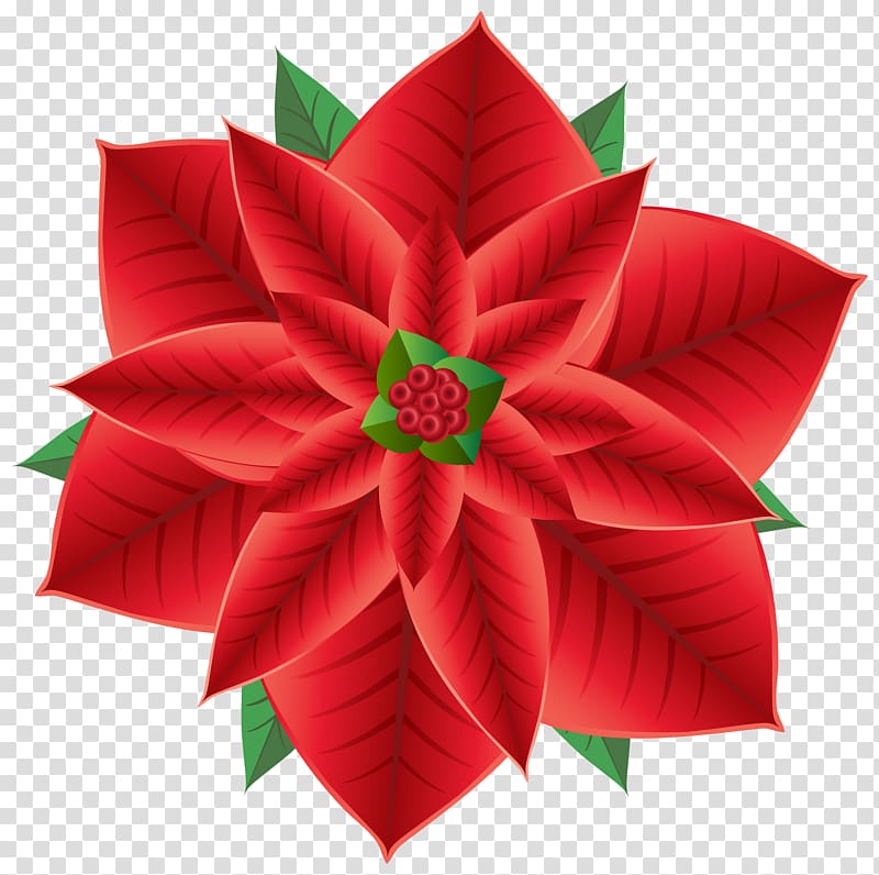 red and green flower , Poinsettia Christmas Flower , Christmas Poinsettia transparent background PNG clipart