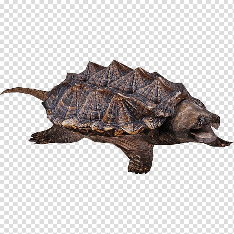 black and brown tortoise, Snapping Turtle transparent background PNG clipart