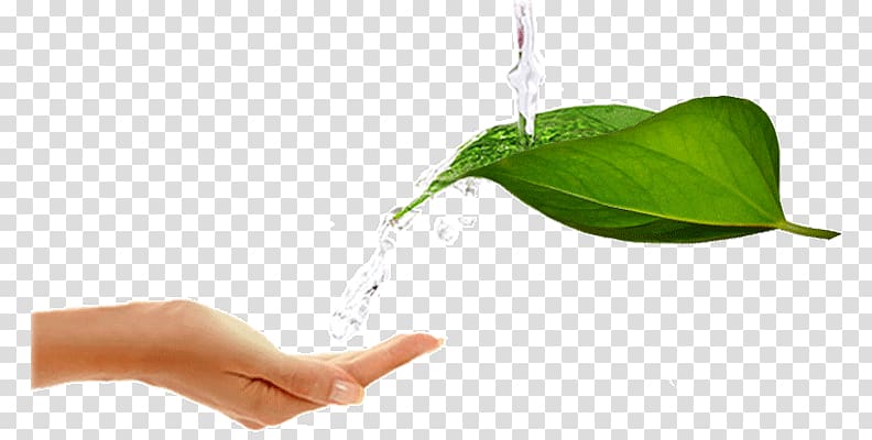 Leaf Water testing Water purification Water treatment, fresh green leaves transparent background PNG clipart