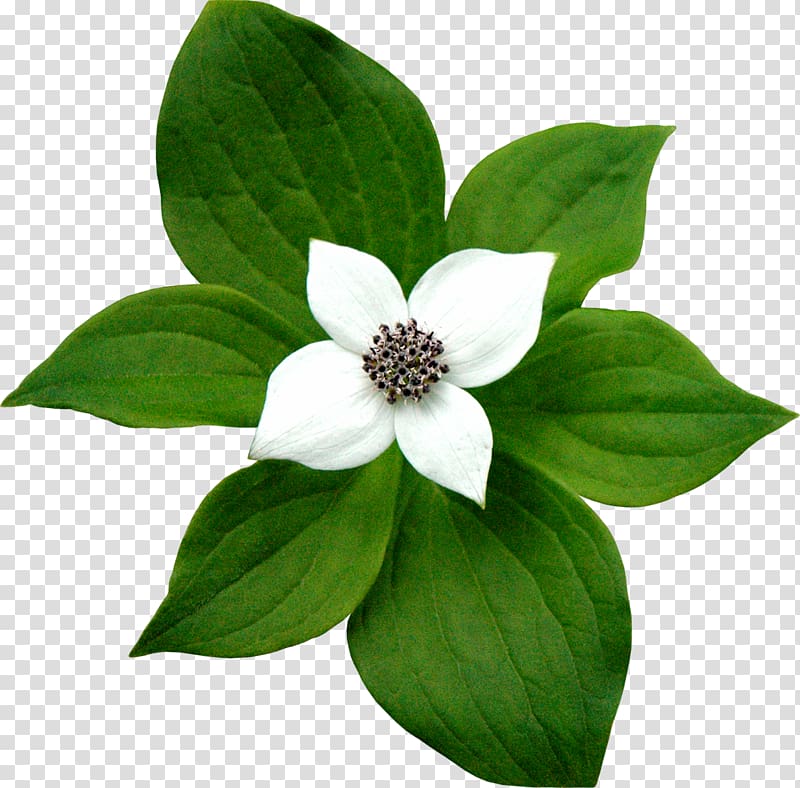Flower Jasmine Digital , flower transparent background PNG clipart