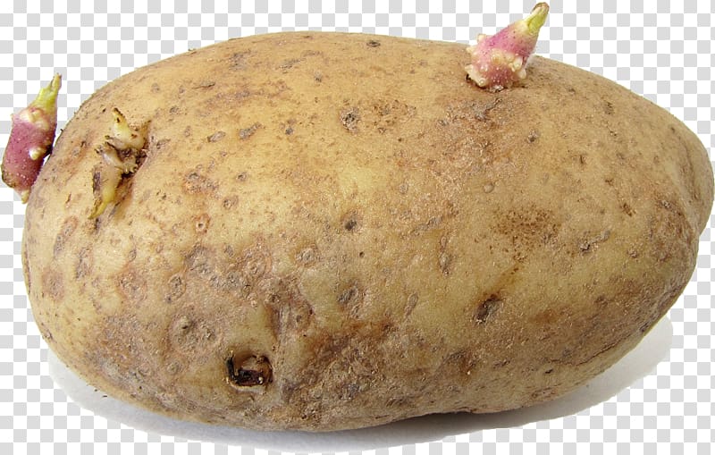 Russet Burbank Potato Pests Sprouting Sweet potato Nightshade, potato transparent background PNG clipart