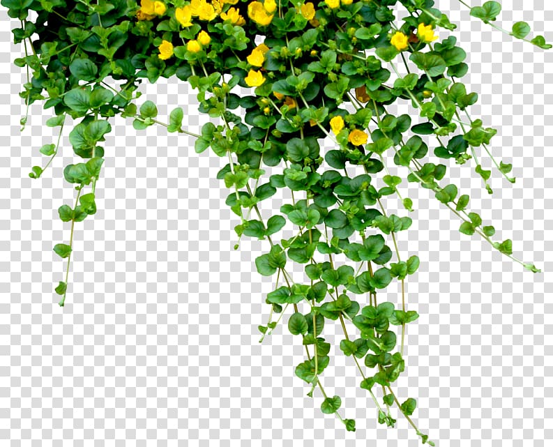 Plant , hangs transparent background PNG clipart