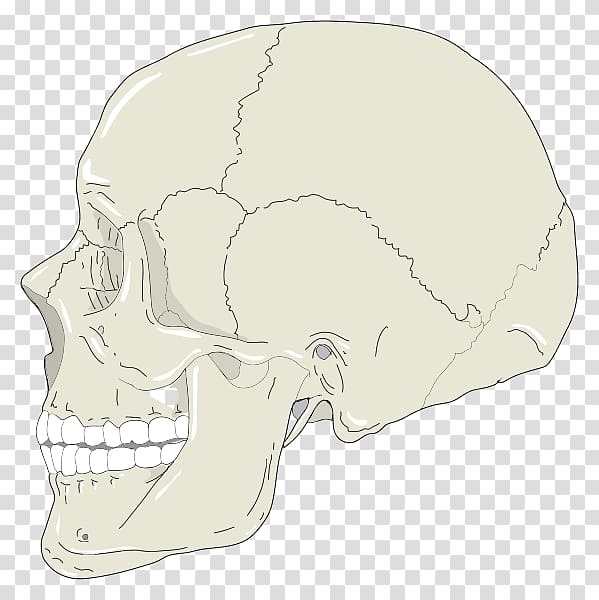 Skull graphics Computer Icons , skull profile transparent background PNG clipart