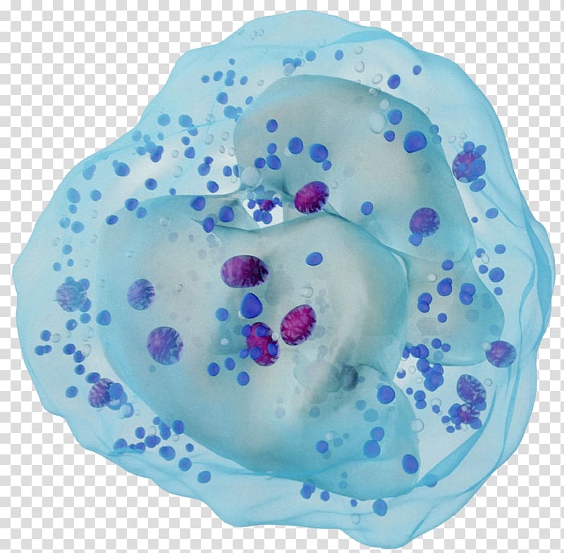 close-up of teal textile, White blood cell Neutrophil Antibody, Immune system white blood cells transparent background PNG clipart