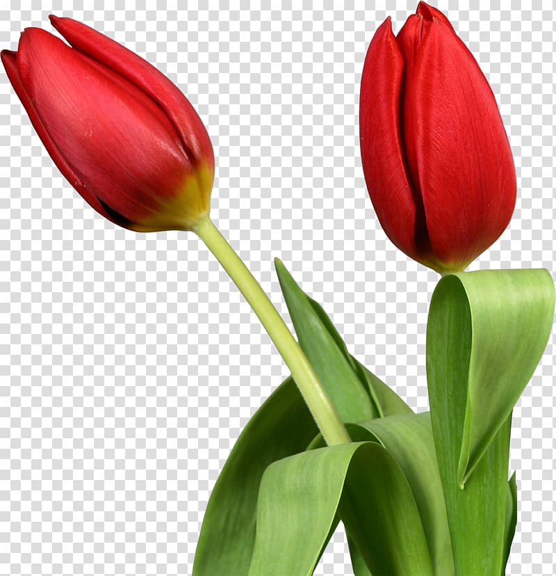Tulip Desktop Flower , tulip watercolor transparent background PNG clipart