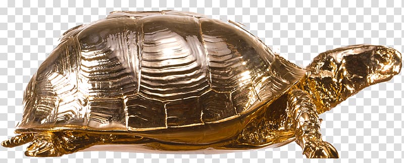 Box turtle Reptile Turtle shell, Box Turtle transparent background PNG clipart