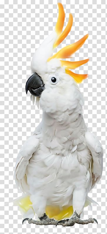 Cockatoos: Cockatoo Facts & Information, Where to Buy, Health, Diet, Lifespan, Types, Breeding, Fun Facts and More! a Complete Cockatoo Pet Guide Cockatiel Sulphur-crested cockatoo, Cat transparent background PNG clipart