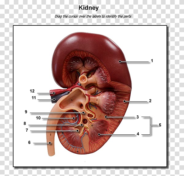 Kidney Human body Excretory system Anatomy Renal calyx, kidney transparent background PNG clipart