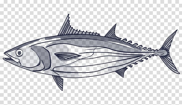 Thunnus Swordfish Line art Skipjack tuna, tuna Fish transparent background PNG clipart