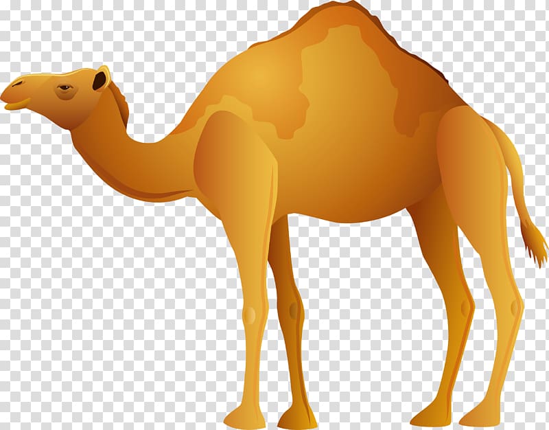 Camel transparent background PNG clipart