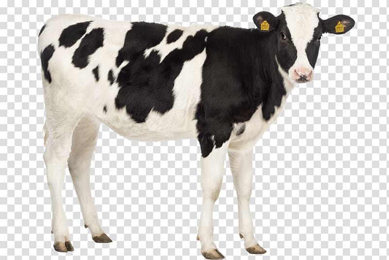 Calf Holstein Friesian cattle Live Horse, horse transparent background PNG clipart