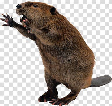 Beaver transparent background PNG clipart