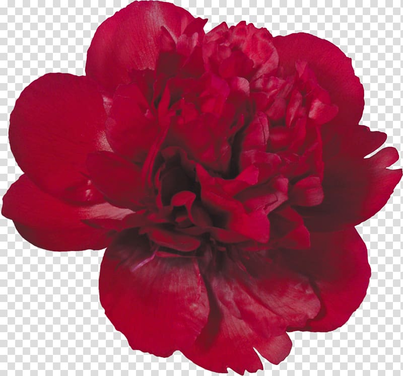 Flower Red , peony transparent background PNG clipart