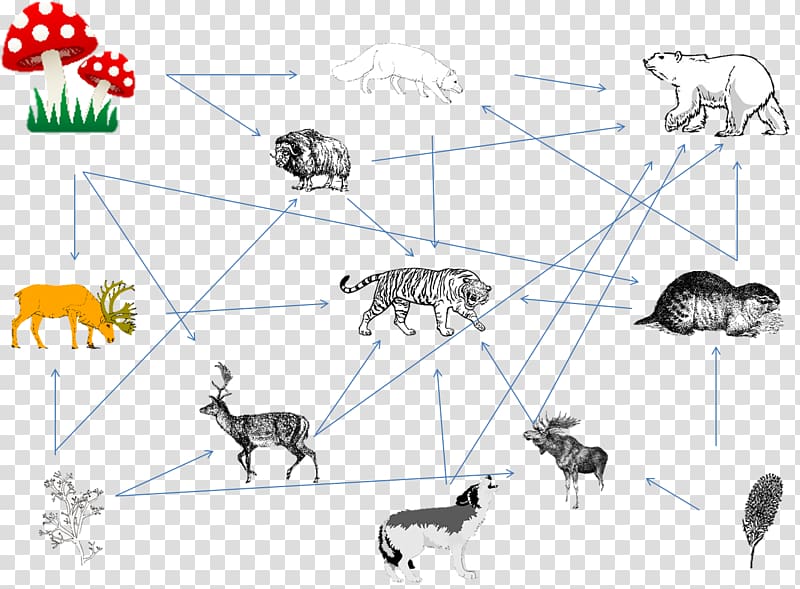 Black panther Gray wolf Siberian Tiger Food web Food chain, black panther transparent background PNG clipart