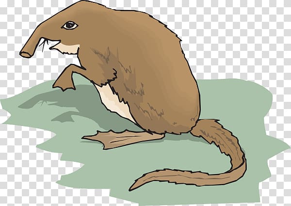 Shrew Drawing , others transparent background PNG clipart