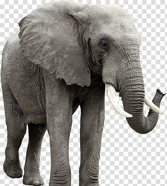 African elephant , Elephant transparent background PNG clipart