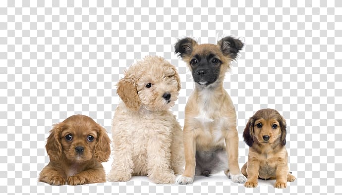 Puppy Dog training Cat Veterinarian, puppy dogs transparent background PNG clipart