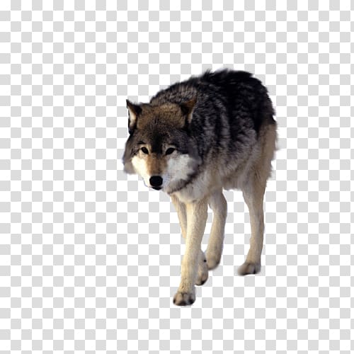Wolfdog Coyote Black wolf, Walking wolf transparent background PNG clipart