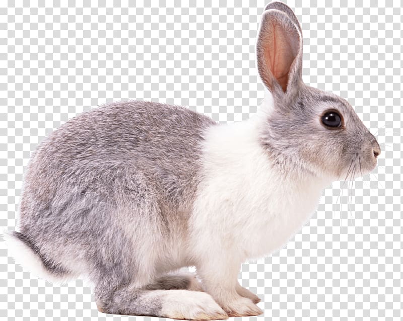 European rabbit Hare, Rabbit transparent background PNG clipart