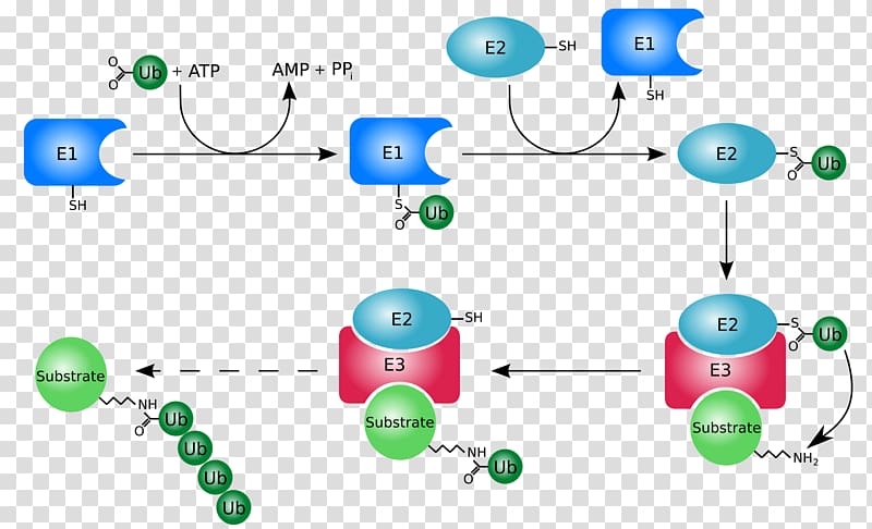 Ubiquitin ligase Proteasome Protein aggregation Protein folding, others transparent background PNG clipart