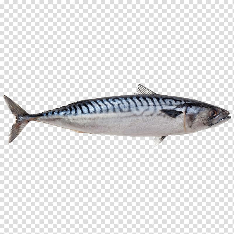 Atlantic mackerel Fish Indian mackerel Food, fish transparent background PNG clipart